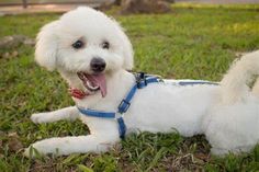 a white dog laying in the grass with its mouth open and tongue out, wearing a blue harness