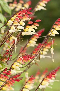 red, yellow and white flowers are in the foreground with green foliage behind them