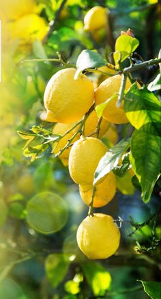 the lemons are growing on the tree and ready to be picked