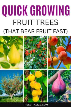 the words quick growing fruit trees that bear fruit fast are in front of pictures of various fruits