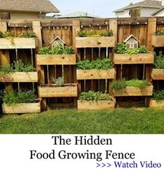 the hidden food growing fence is made from pallets