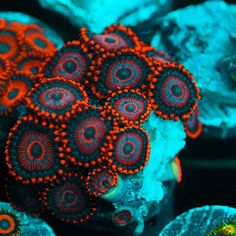 some very pretty corals with bright colors on them