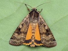 a brown and orange moth sitting on top of a green surface