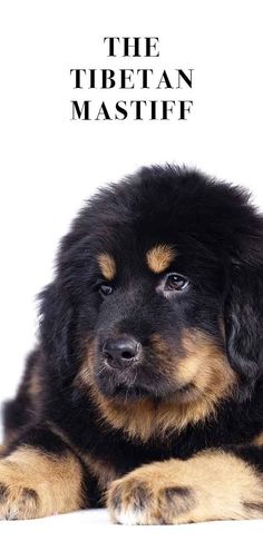 a black and brown dog laying down on top of a white floor next to the words, the tibetan mastiff