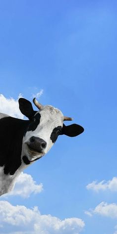 a black and white cow standing on top of a lush green field under a blue sky