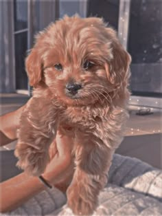 a small brown dog standing on top of a bed next to a window sill