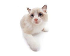 a white cat with blue eyes laying on the floor looking at the camera while it's paw is in the air