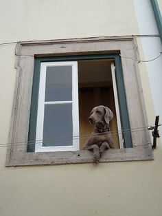 a dog is sitting in the window sill looking out