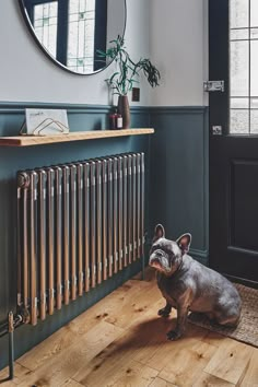 a dog sitting on the floor in front of a radiator with a mirror above it