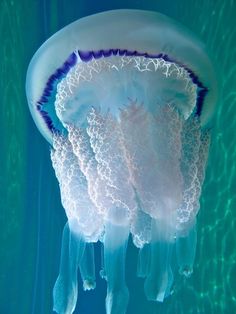 an underwater jellyfish swimming in the water