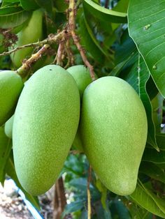 some green fruit hanging from a tree with leaves