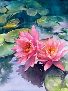 two pink water lilies in a pond with lily pads