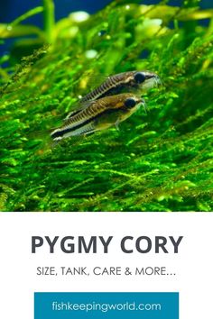 an image of a fish in the water with text that reads pygmmy cory size, tank, care & more