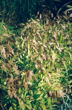 some very pretty green plants in the grass