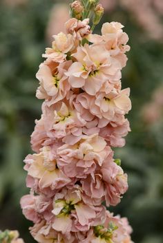 pink flowers with green leaves in the background