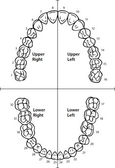 Teeth Chart Dentistry, Dental Assistant Worksheets, Indirect Vision Dentistry Practice, Dental Assistant Study Notes, Dental Assistant Study Guide, Dental Notes, Teeth Diagram, Dental Assistant School