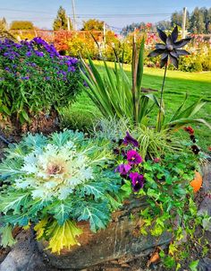 a garden filled with lots of different types of flowers