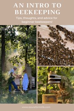 beekeepers and bees in the woods with text overlay that reads an info to beekeeper