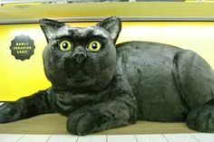 a large black cat laying on top of a wooden floor