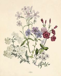 an antique print of wildflowers in pink, purple and white flowers with green leaves