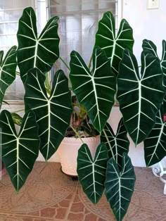 two large green leaves are in a white pot on the floor next to a window