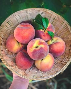 a person holding a basket full of peaches with leaves on the top and bottom