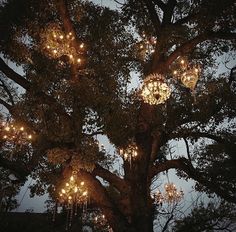 a large tree with lots of lights hanging from it's branches