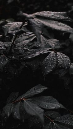 leaves with water droplets on them in the dark