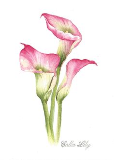 two pink flowers with green stems on a white background, watercolor drawing by julia sully