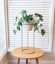 a potted plant sitting on top of a wooden table in front of a window