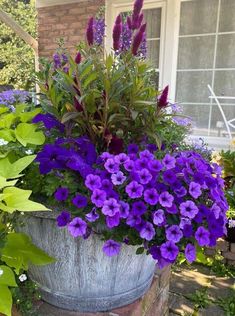 purple flowers are growing in a large pot