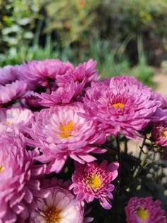 a bunch of pink flowers are in the grass and some bushes behind them with yellow centers