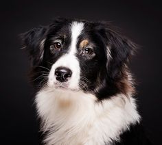 a black and white dog is looking at the camera