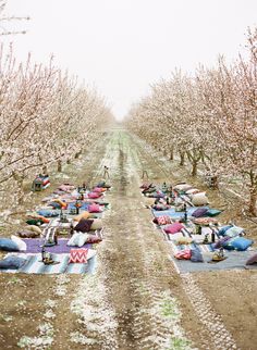 many blankets and pillows are laid out on the ground in an apple orchard with rows of blossoming trees