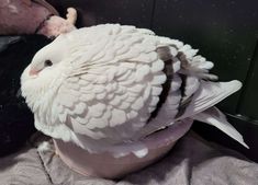 a large white bird sitting on top of a cup