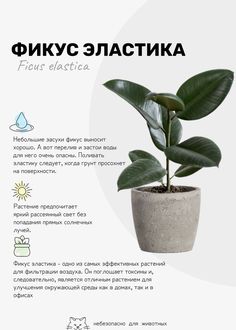 an advertisement for a plant that is growing in a pot