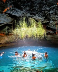 several people swimming in a blue pool with plants growing out of the cave's ceiling