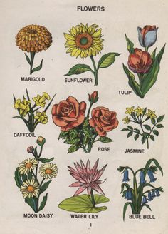 an illustration of different types of flowers