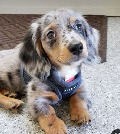 a small dog sitting on the floor wearing a blue harness and looking at the camera