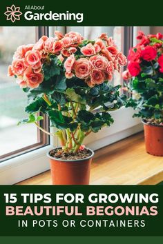 two potted roses on a window sill with the words 15 tips for growing beautiful begons in pots or containers