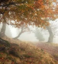 an image of foggy forest scene with trees in the foreground and leaves on the ground