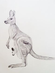 Kangaroo Pencil Drawing Draw A Kangaroo, Easy Step By Step Drawing, Field Journal, Pencil Sketching, Painting Animals, Animal Templates