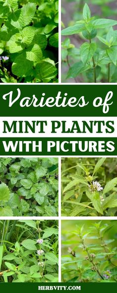 the varieties of mint plants with pictures in them and text overlay that reads varieties of mint plants with pictures