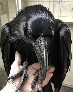 a large black bird sitting on top of a person's hand