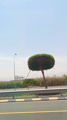 a large tree sitting on the side of a road