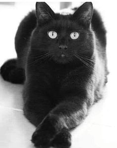 Black Cat Aesthetic, Cats Black, Gorgeous Cats