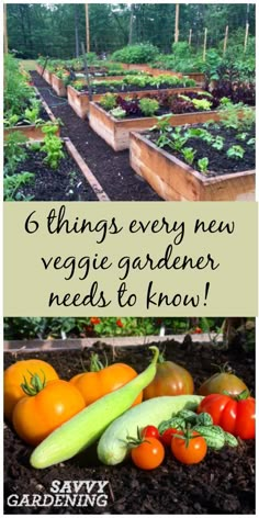 several different types of vegetables in the garden with text overlay that reads 6 things every new veggie gardener needs to know