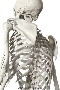 the back view of a human skeleton showing the upper and lower limbs, including the shoulder