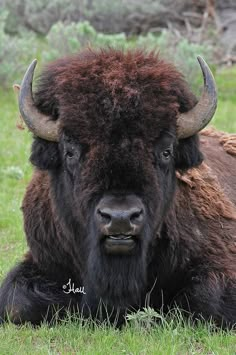 an adult bison laying in the grass with large horns on its head, looking at the camera