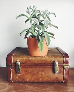 a potted plant sitting on top of an old suitcase